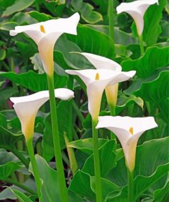 white-arum-lilies-paint-by-numbers
