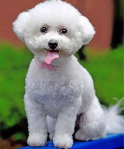 white-bichon-frise-paint-by-numbers