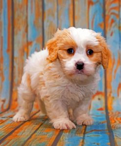 white-cavapoo-paint-by-number