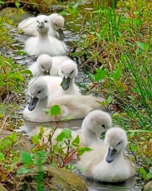 white-ducks-in-a-row-paint-by-numbers