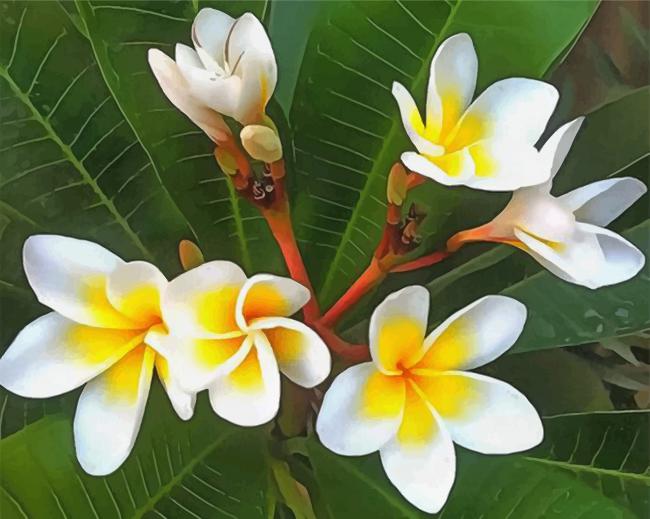 white-frangipani-paint-by-number