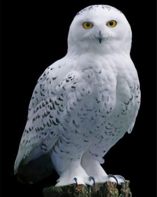 White Owl - Paint By Number - NumPaint - Paint by numbers