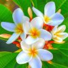 white-plumeria-paint-by-number