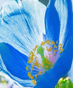 wild-mallory-s-blue-poppy-paint-by-numbers
