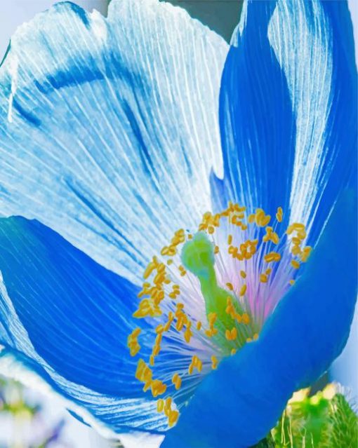 wild-mallory-s-blue-poppy-paint-by-numbers