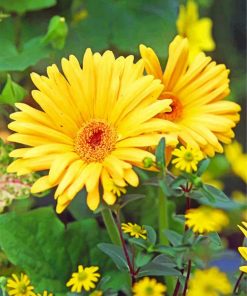 Yellow Garbera Daisy paint by numbers