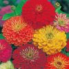 zinnias-flower-paint-by-numbers