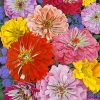 zinnias-flowers-paint-by-numbers