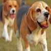 Beagle-Dog-paint-by-number