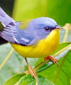 Tropical-parula-paint-by-numbers