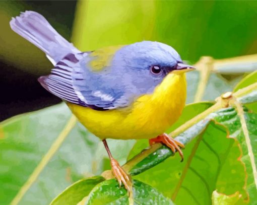 Tropical-parula-paint-by-numbers