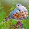 beautifyl-dove-bird-paint-by-numbers