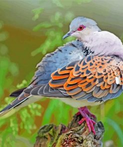 beautifyl-dove-bird-paint-by-numbers