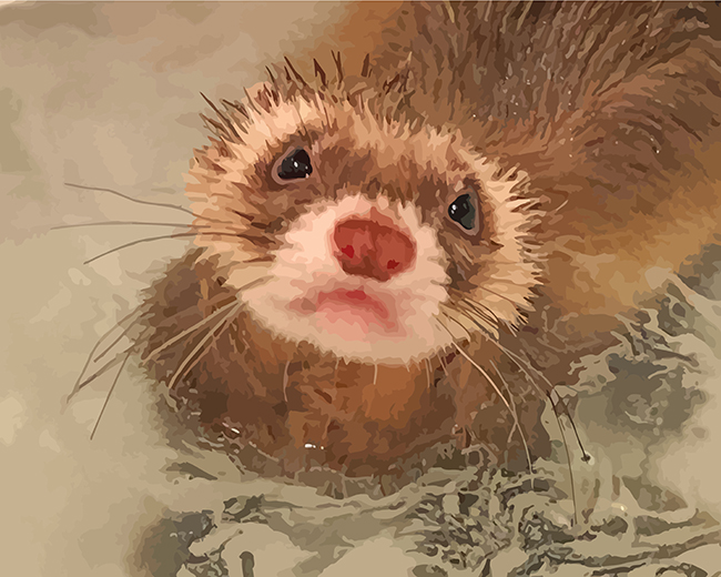 black-footed-ferret-paint-by-numbers