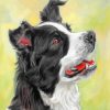 border-collie-dog-paint-by-numbers