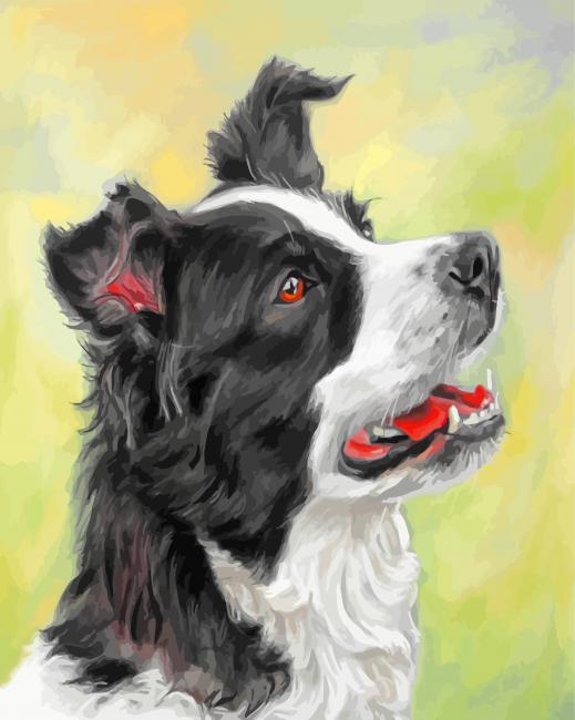 Border Collie Paint By Number Num Paint Kit