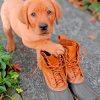 boxer-red-lab-puppy-paint-by-number