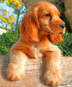 cocker-spaniel-dog-paint-by-number