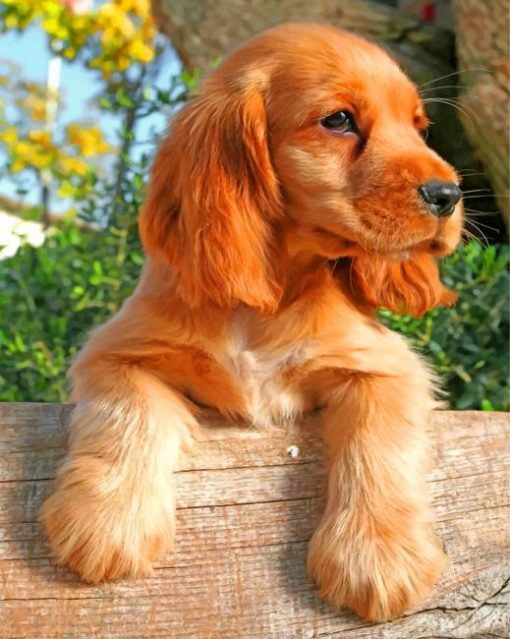 cocker-spaniel-dog-paint-by-number
