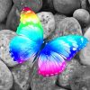 colorful-butterfly-on-stones-paint-by-number