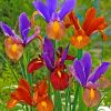 colorful-irises-paint-by-numbers
