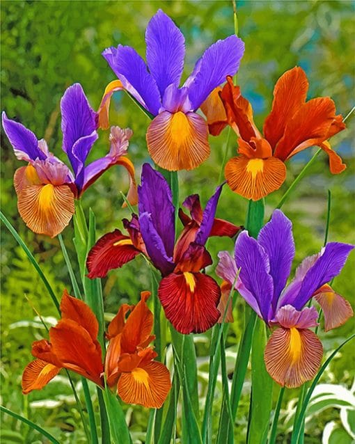 colorful-irises-paint-by-numbers