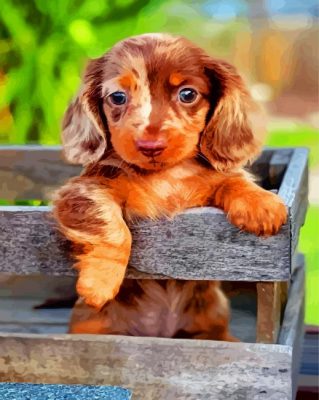 cute-dachshund-puppy-paint-by-number