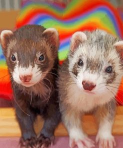 cute-ferrets-paint-by-numbers