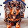 dachshund-dog-paint-by-numbers