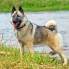 elkhound-dog-paint-by-numbers