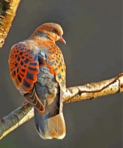 european-turtle-dove-paint-by-number