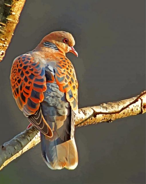 european-turtle-dove-paint-by-number
