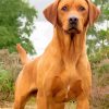 fox-red-labrador-dog-paint-by-numbers