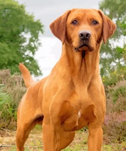 fox-red-labrador-dog-paint-by-numbers