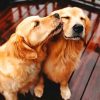 golden-retriever-in-love-paint-by-numbers