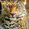 leopard-animal-paint-by-number