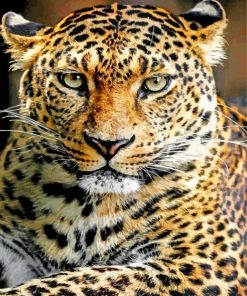 leopard-animal-paint-by-number