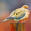 morning-dove-paint-by-numbers