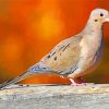 mouurning-dove-paint-by-number