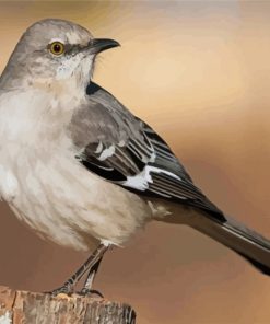 Northern-mockingbird-animal-paint-by-numbers