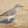 Northern-mockingbird-paint-by-numbers