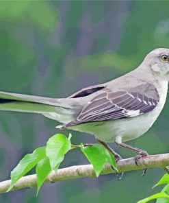 aesthetic-Northern-mockingbird-paint-by-numbers