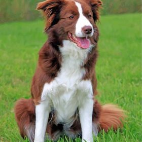 Border Collie Dog - Paint By Number - Num Paint Kit