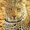 african-leopard-paint-by-numbers