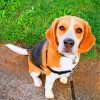 beagle-paint-by-numbers