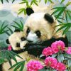 cute-panda-paint-by-numbers
