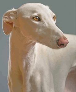greyhound-paint-by-numbers