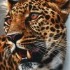 jaguar-paint-by-numbers