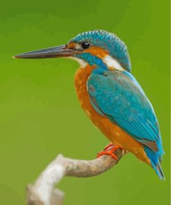 kingfisher-paint-by-numbers