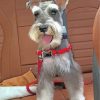 miniature-schnauzer-paint-by-numbers